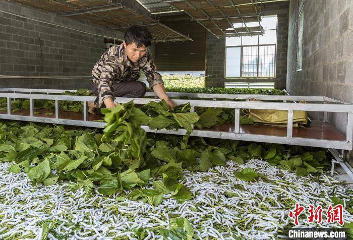 澳门最精准正最精准龙门蚕_解答解释落实